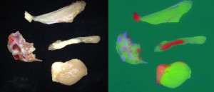 Während im Realbild bei den Hühnerteilen zwischen den verschiedenen Bestandteilen kaum unterschieden werden kann, sind die Anteile von Fleisch (grün), Fett (rot) und Knochen (blau) im CCI-Bild deutlich voneinander abgehoben. Bild: Stemmer