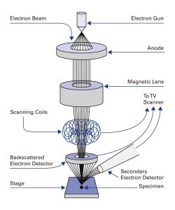 Prinzipieller Aufbau eines Raster-Elektronenmikroskops (SEM). Bild: Physik Instrumente (PI)