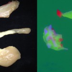 Während im Realbild bei den Hühnerteilen zwischen den verschiedenen Bestandteilen kaum unterschieden werden kann, sind die Anteile von Fleisch (grün), Fett (rot) und Knochen (blau) im CCI-Bild deutlich voneinander abgehoben. Bild: Stemmer