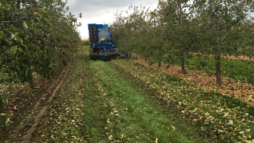Der automatische Apfelernter kann am Tag bis zu 100 t Fallobst automatisch einsammeln. Bild: SFM Technology